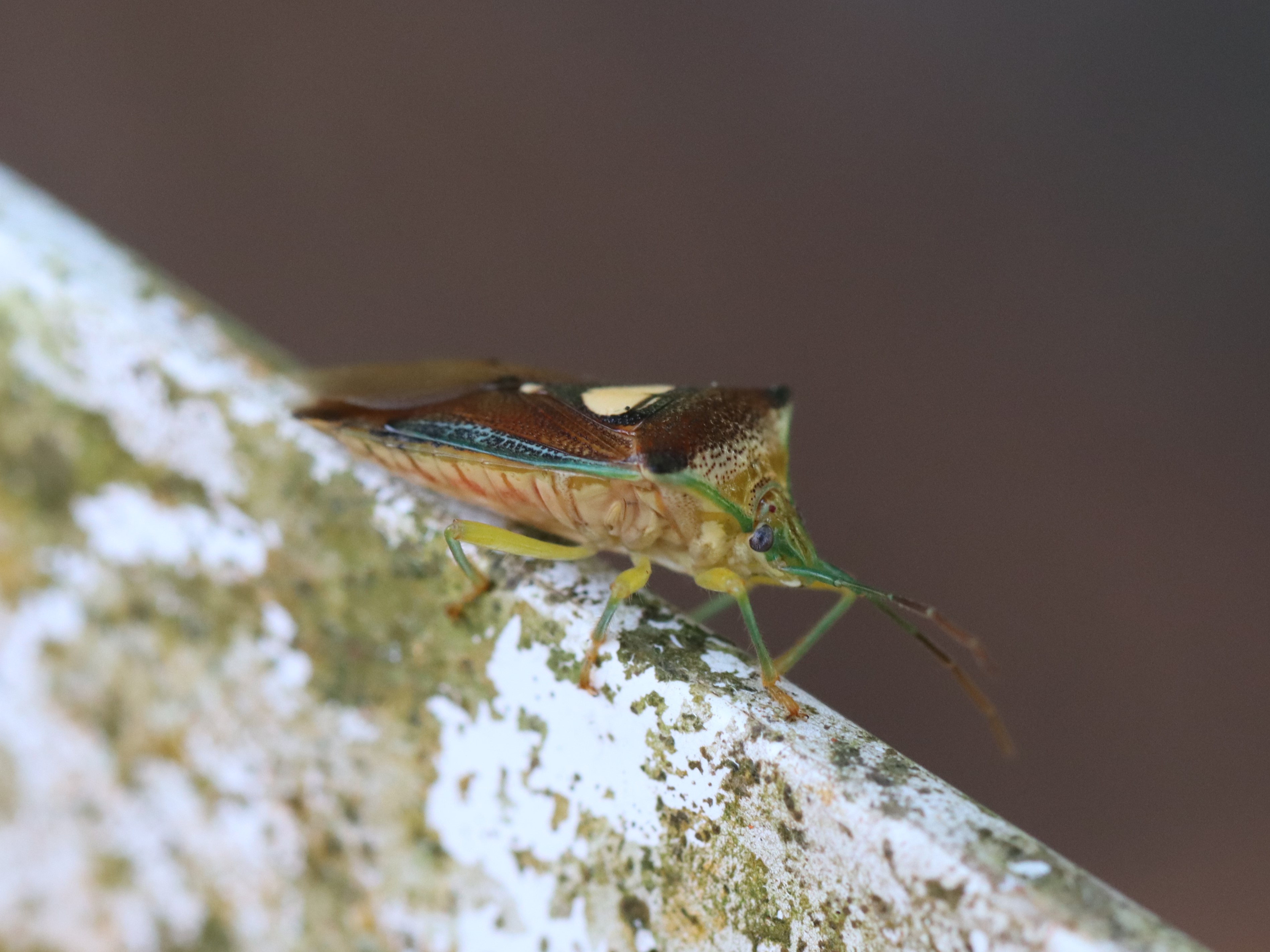 photo_6